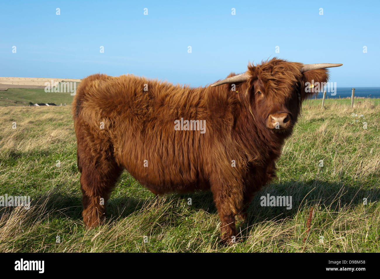 Scottish Highland ganado, Escocia, Gran Bretaña, Europa, Galloway , Schottisches Hochlandrind, Schottland, Grossbritannien, UE Foto de stock