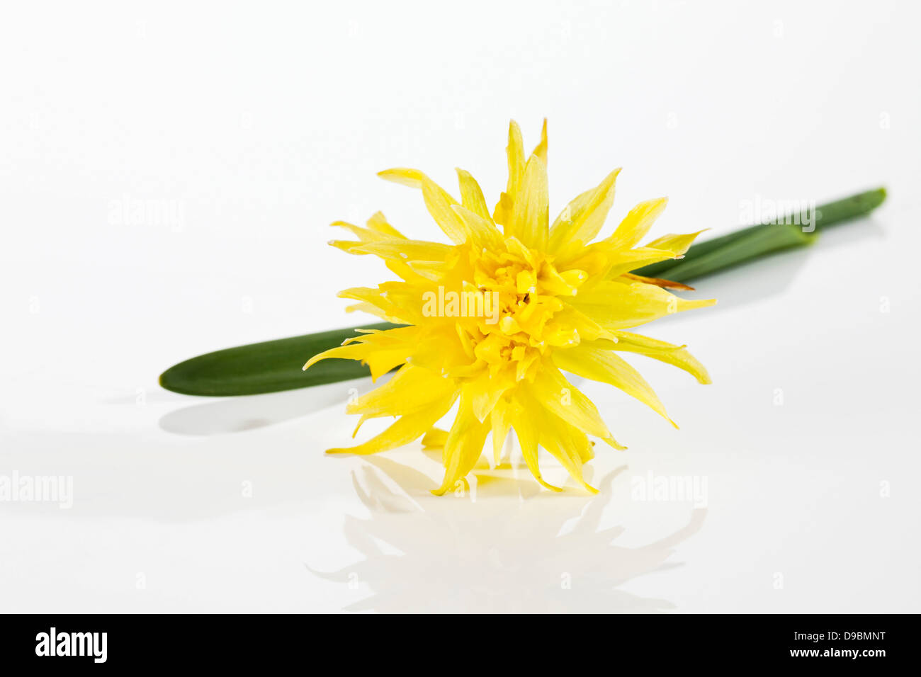 Narciso flores amarillo sobre fondo blanco, cerrar Foto de stock