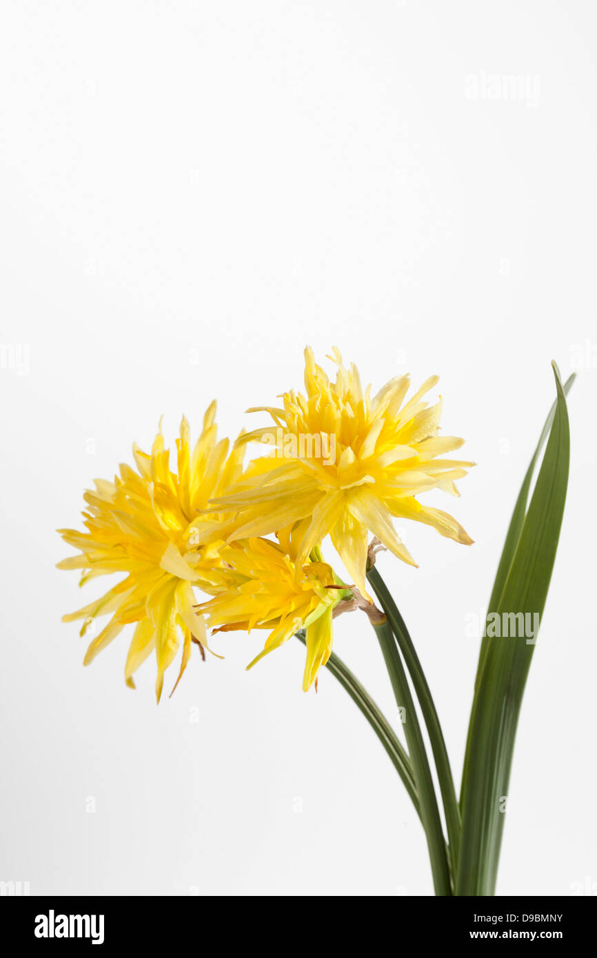 Narciso flores amarillas contra el fondo blanco, cerrar Foto de stock