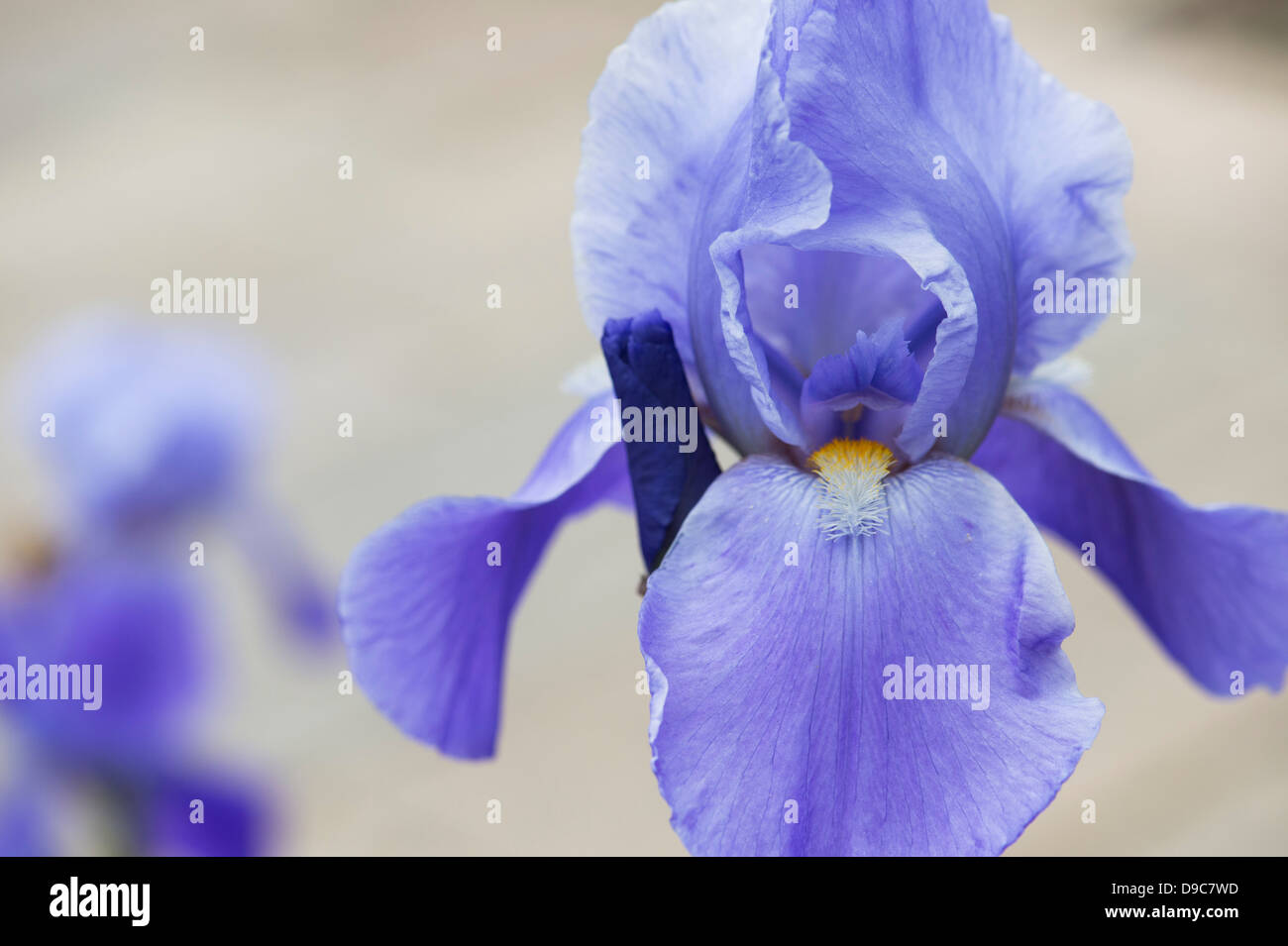 Tall Iris barbado 'Azul' de ritmo Foto de stock
