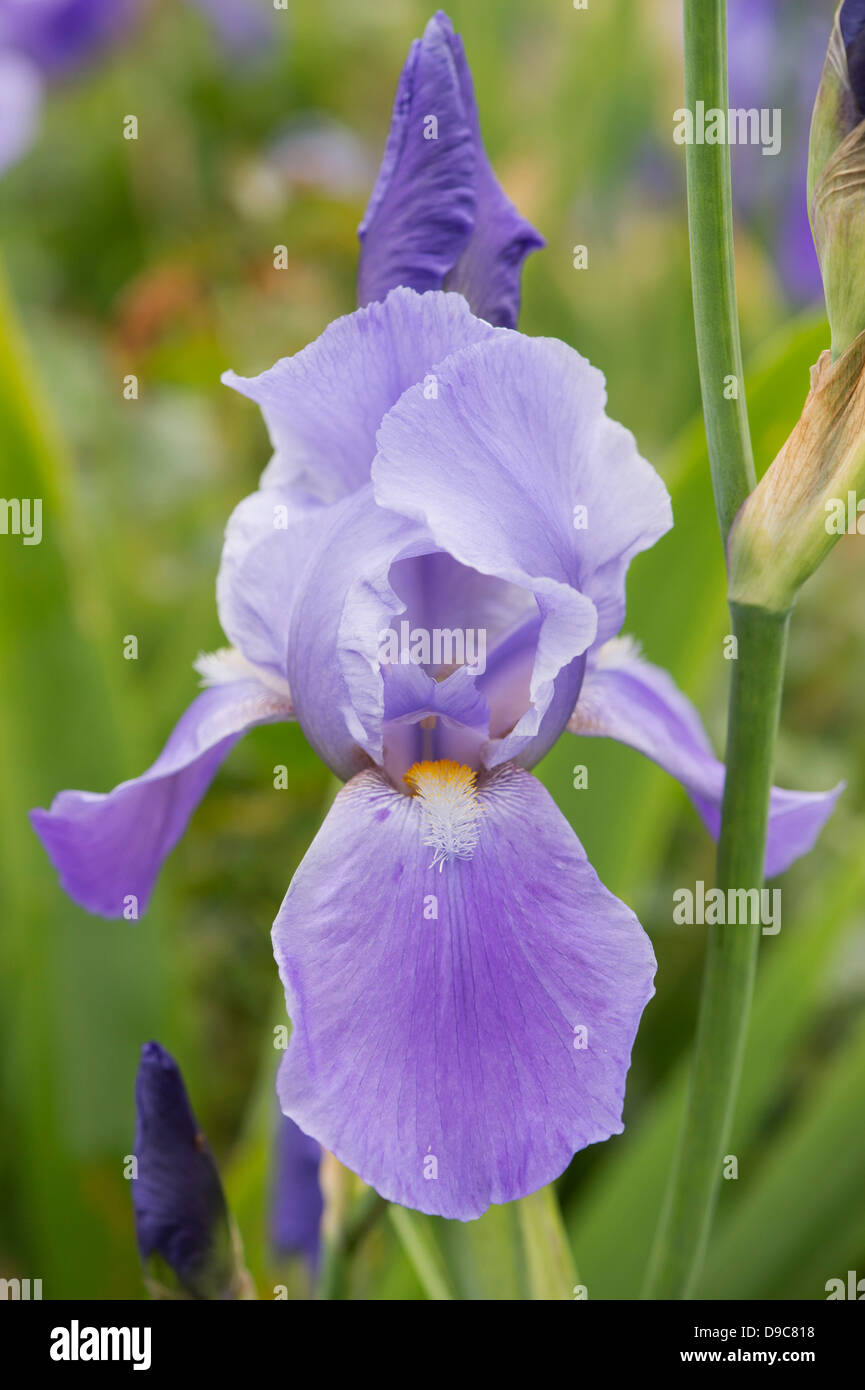 Tall Iris barbado 'Azul' de ritmo Foto de stock