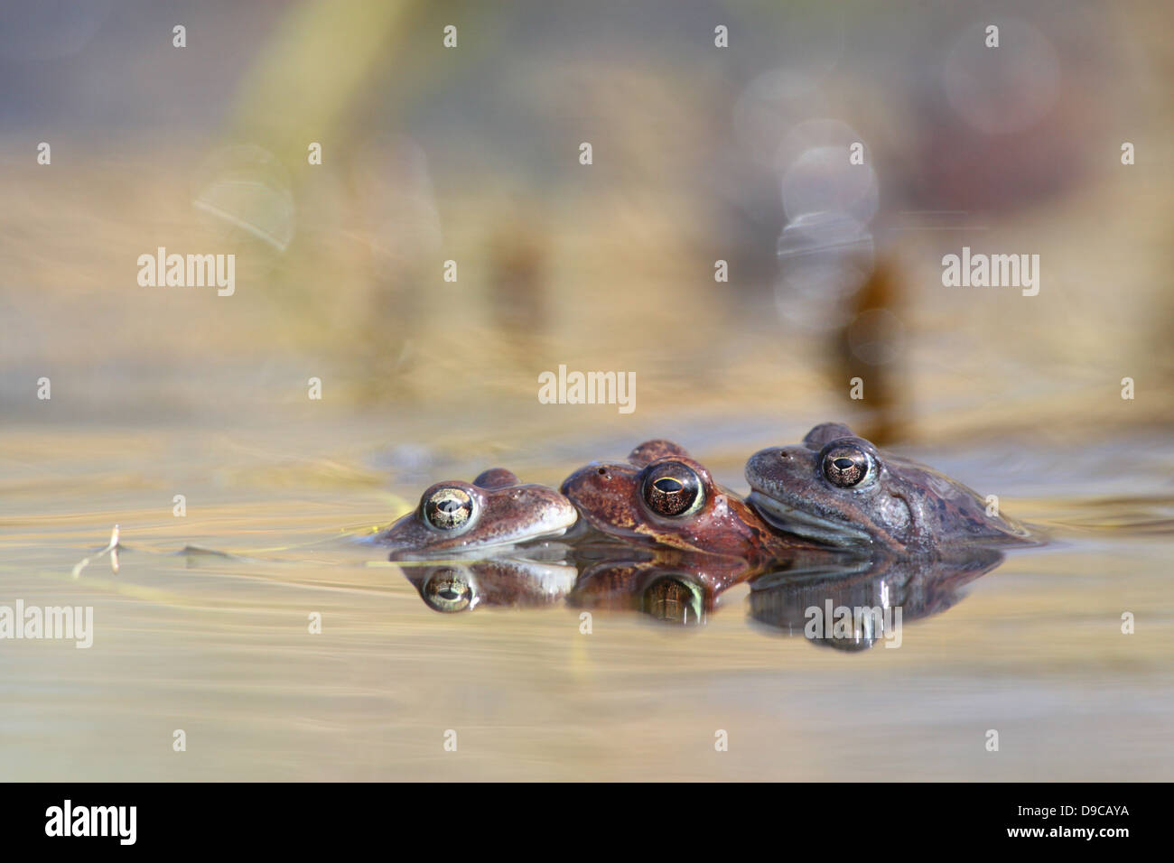 Las ranas comunes de acoplamiento (Rana temporaria) en primavera. Foto de stock
