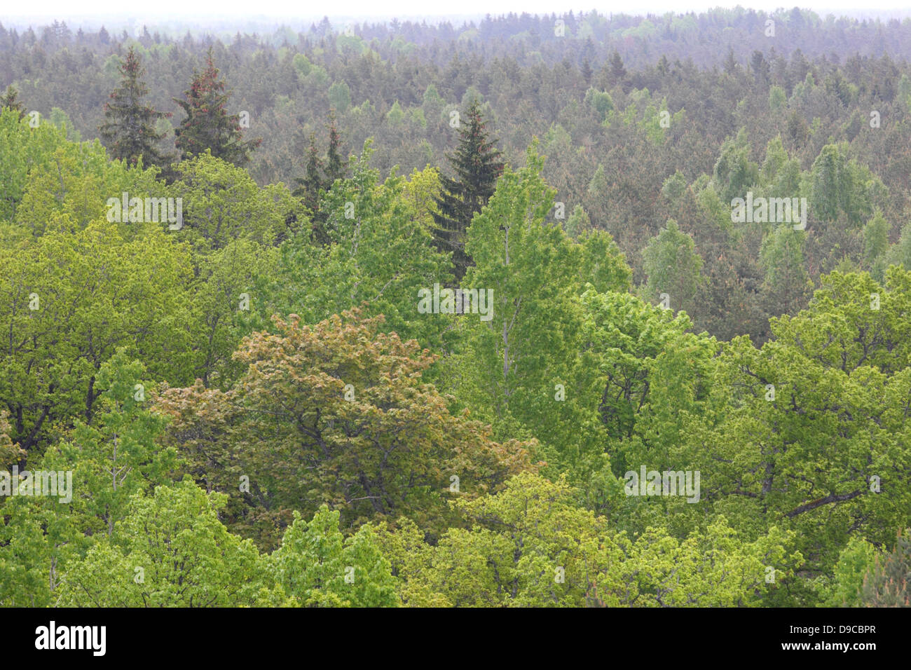 Viejos árboles en la primavera en el parque nacional Viidumae Saarema, Estonia. Foto de stock