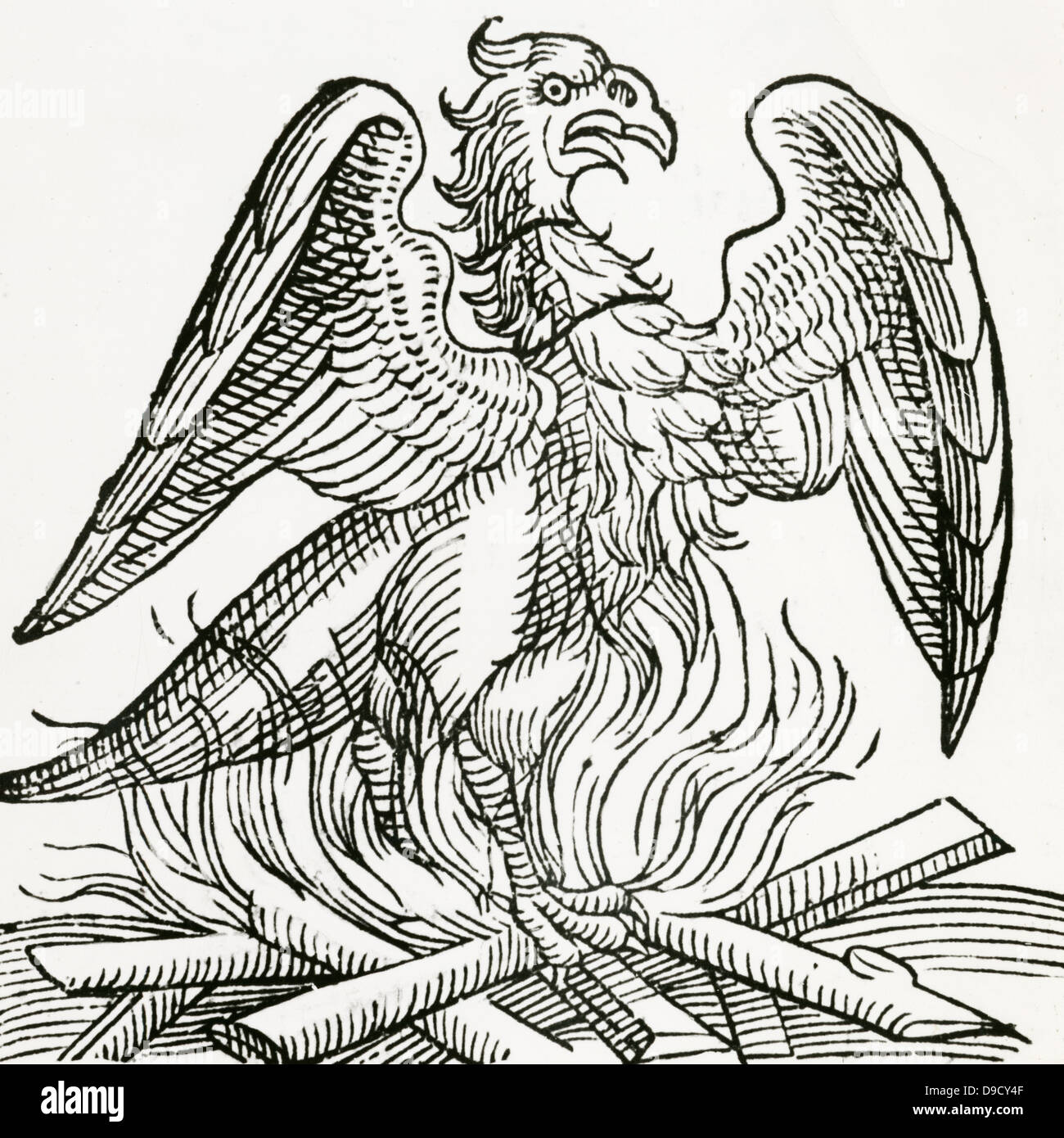 El Fénix, un pájaro fabuloso que al final de la vida hace un nido que se establece en el fuego, se quema para cenizas, entonces vuelve a la vida. Desde Prodigiorum ac ostentorum , 1557, por Conrad Lycosthenes. Foto de stock