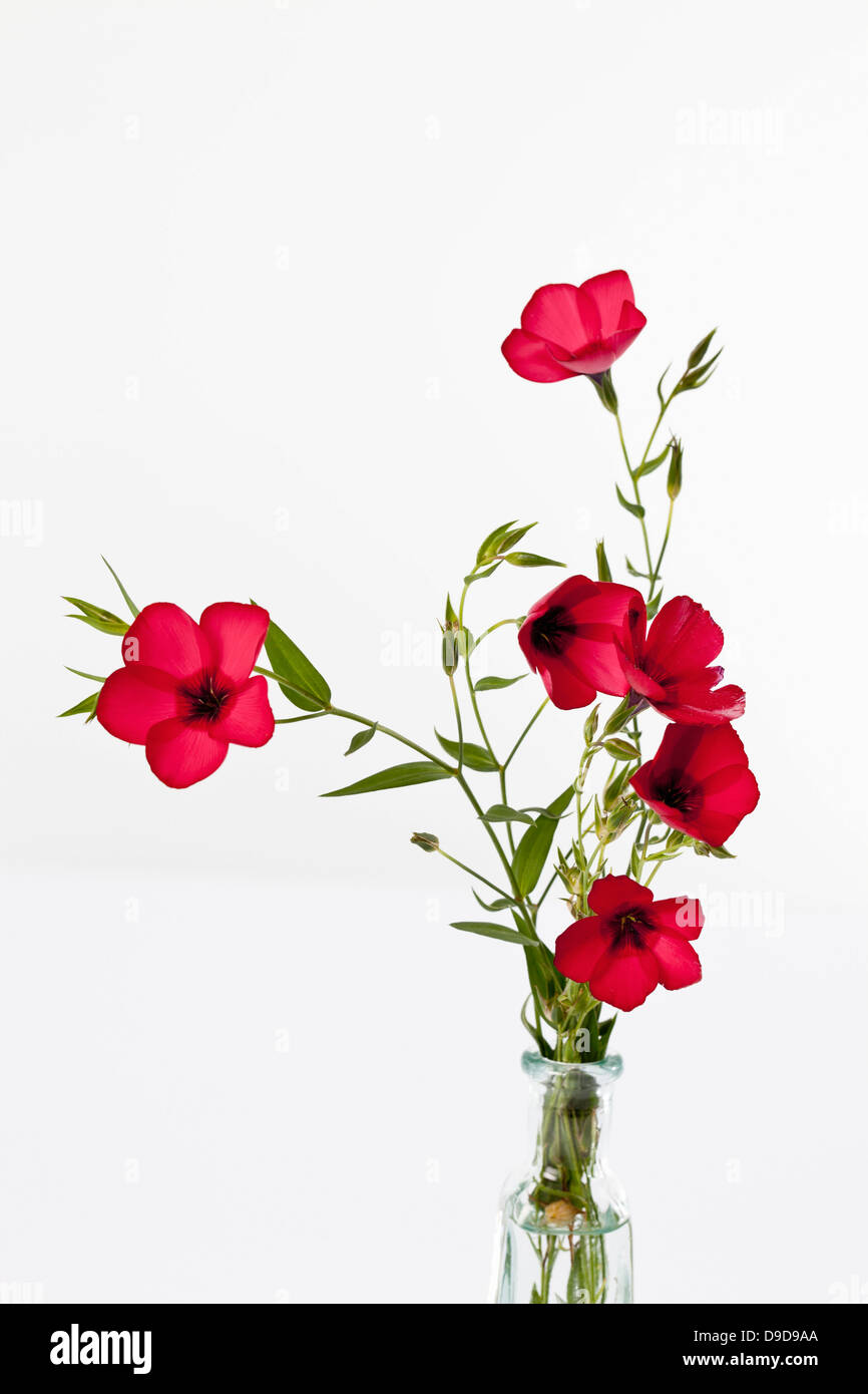 Flor de lino rojo contra el fondo blanco,cerrar Foto de stock