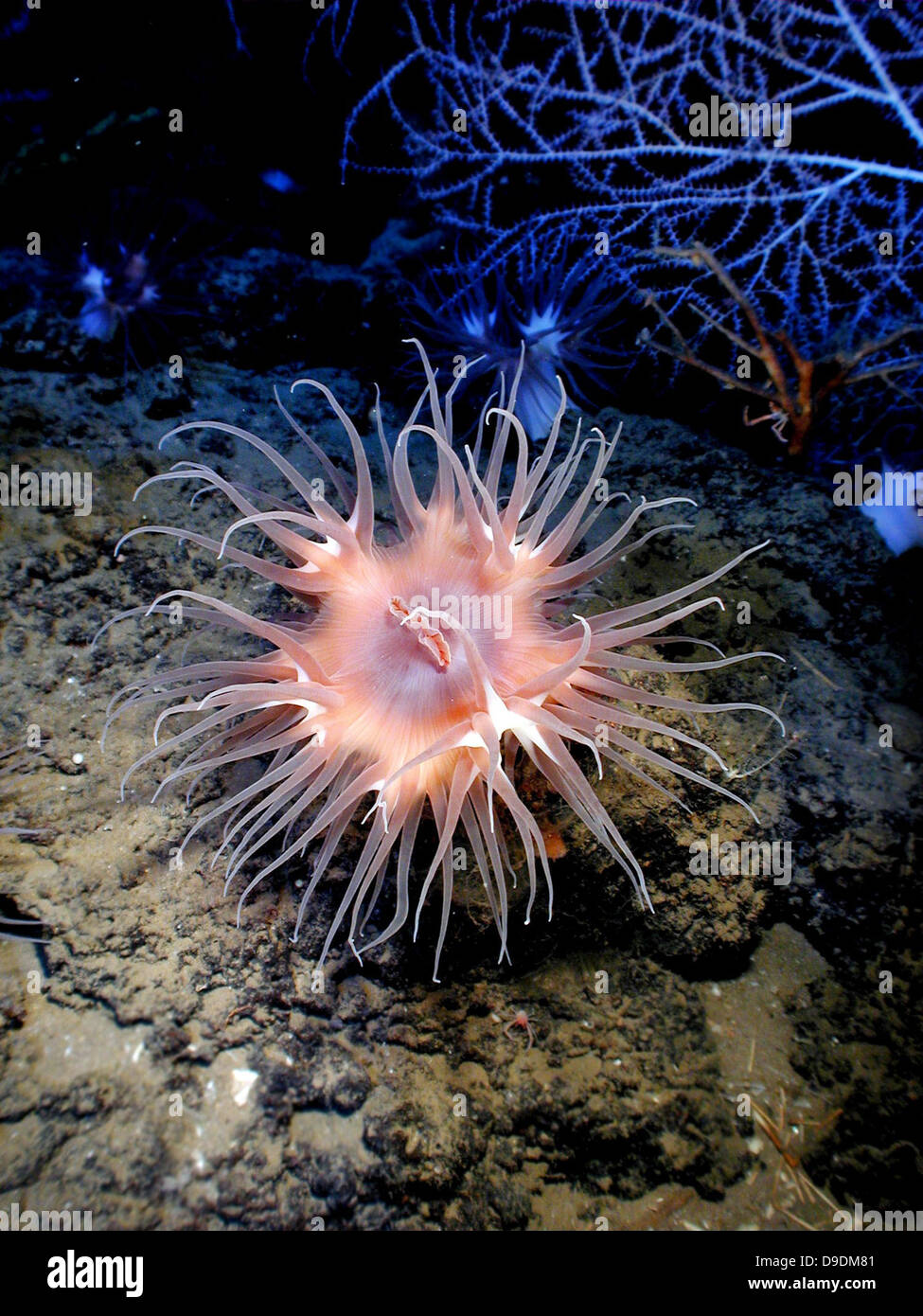 Anémona de mar mar océano vida submarina de agua Foto de stock