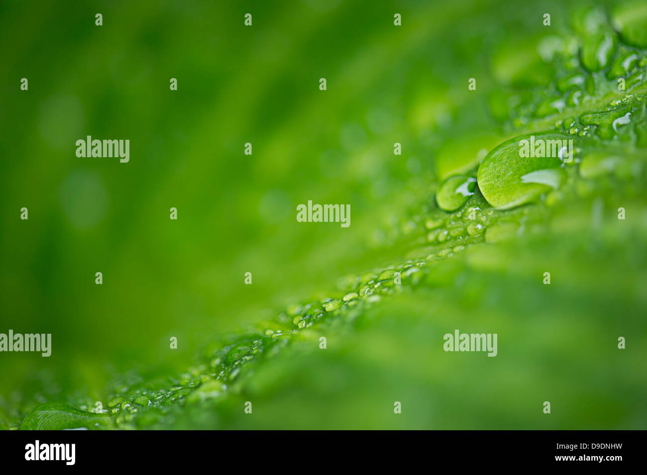 Gotas de agua sobre hojas de Hosta verde en la lluvia Foto de stock