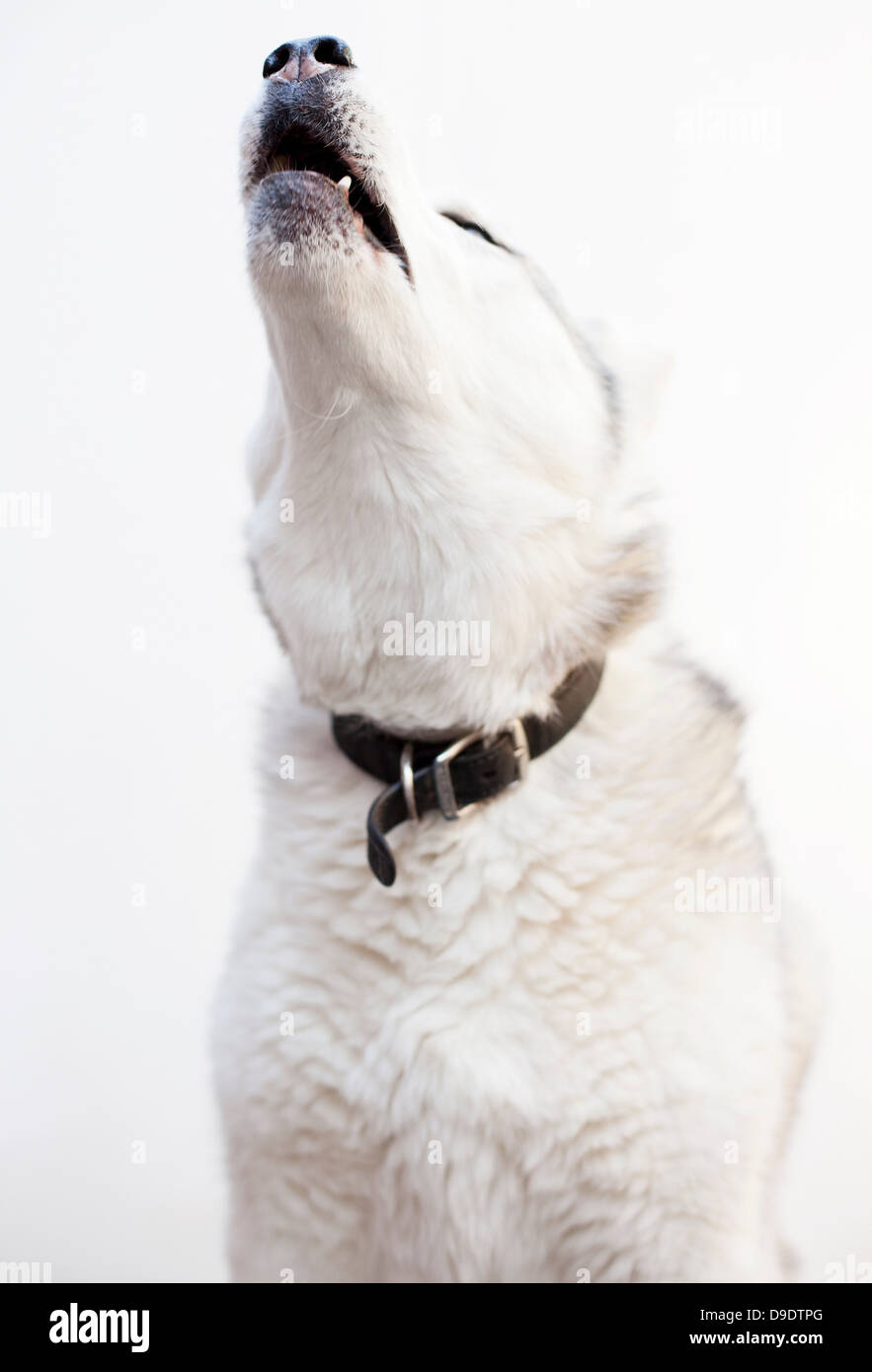 Husky Siberiano aullando Fotografía de stock - Alamy