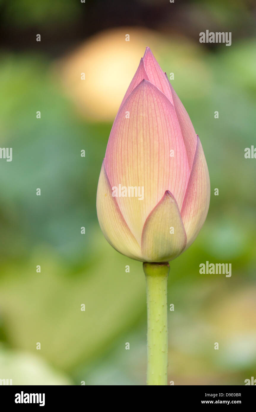 flor de loto Foto de stock