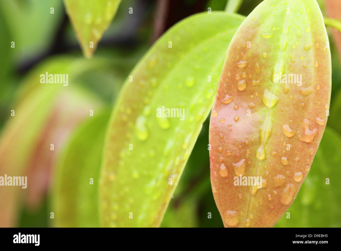 Empapados de lluvia hojas de canela Foto de stock
