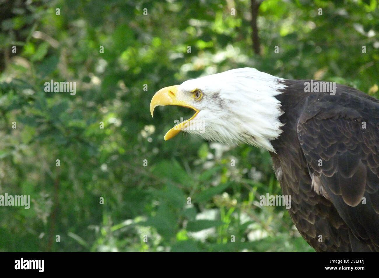 Adler raptor águila calva ave de rapiña ave Foto de stock