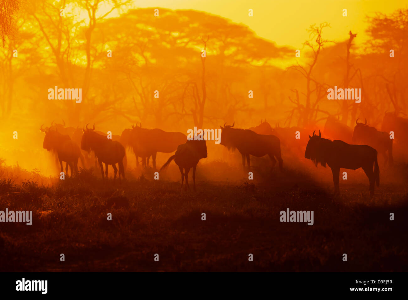 Los ñus hato en Sunrise, la migración de los ñus, Ecosistema Serengeti, Tanzania Foto de stock