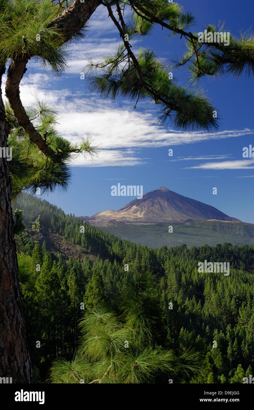 Y Orotavatal Teide en Tenerife Foto de stock