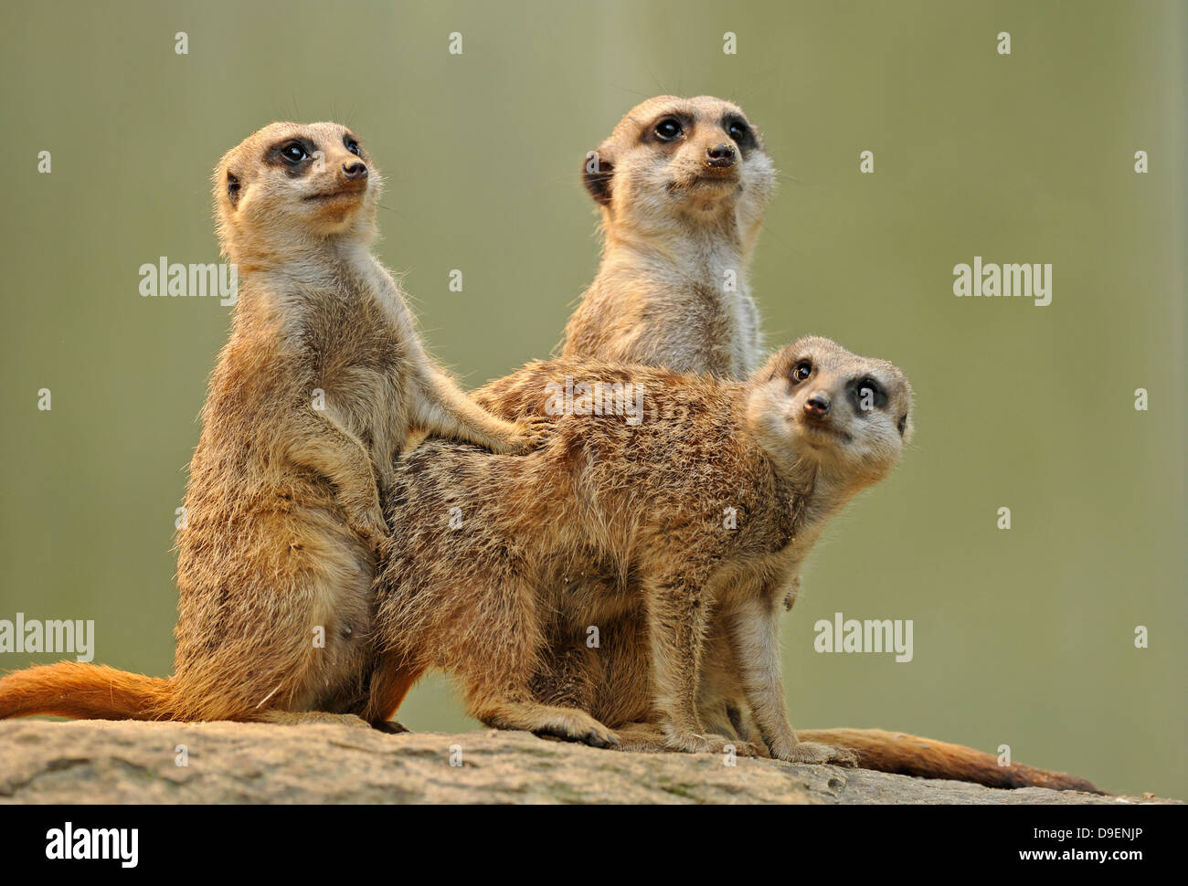 Suricata o, Suricata suricatta, animales jóvenes Foto de stock