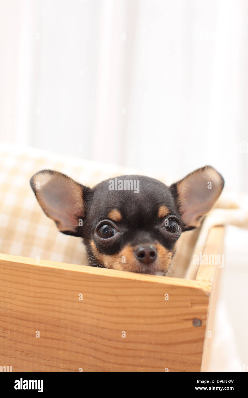 Chihuahua Foto de stock