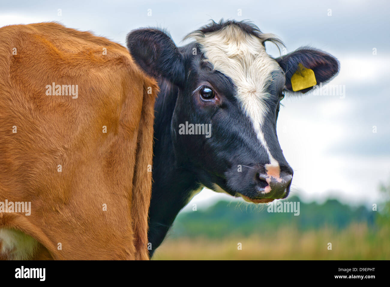 Dos terneros de la vaca Foto de stock