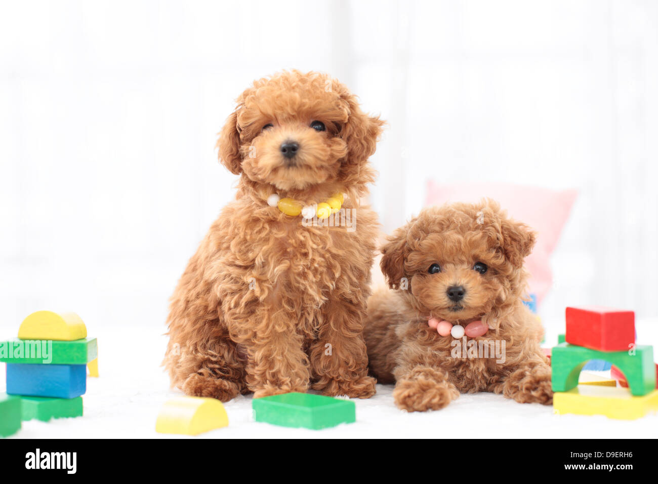 Cute Brown Toy Poodle Pink Fotos E Imagenes De Stock Alamy
