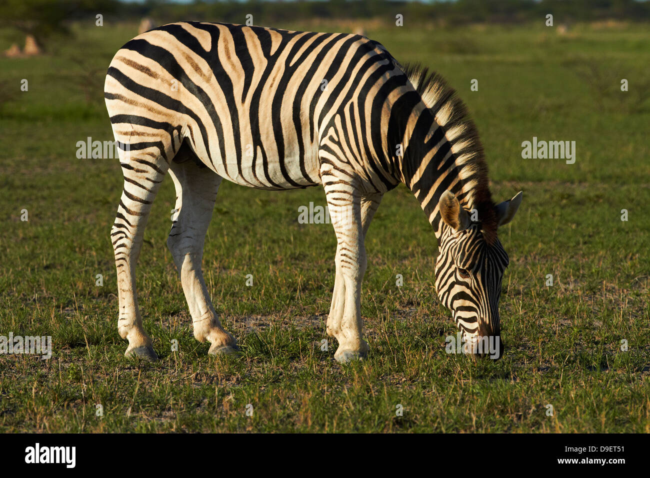 Burchell zebra Equus quagga burchellii ( ), el Parque Nacional de Nxai Pan, Botswana, África Foto de stock