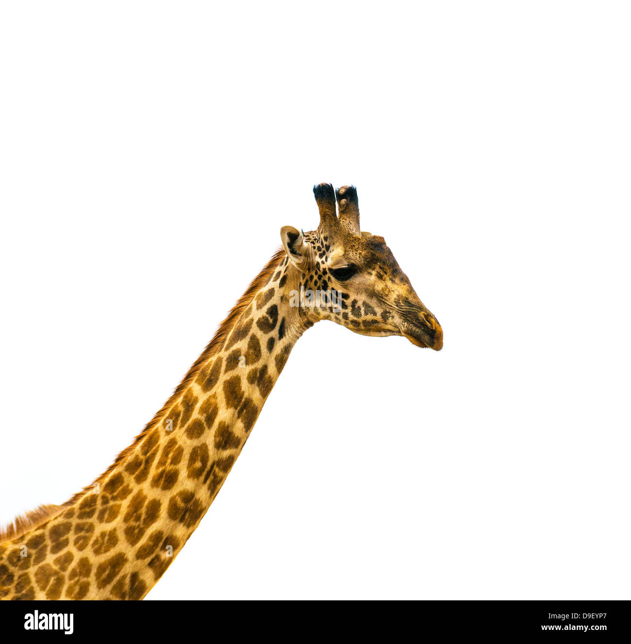 Cabeza de jirafa sobre fondo blanco. Foto de stock