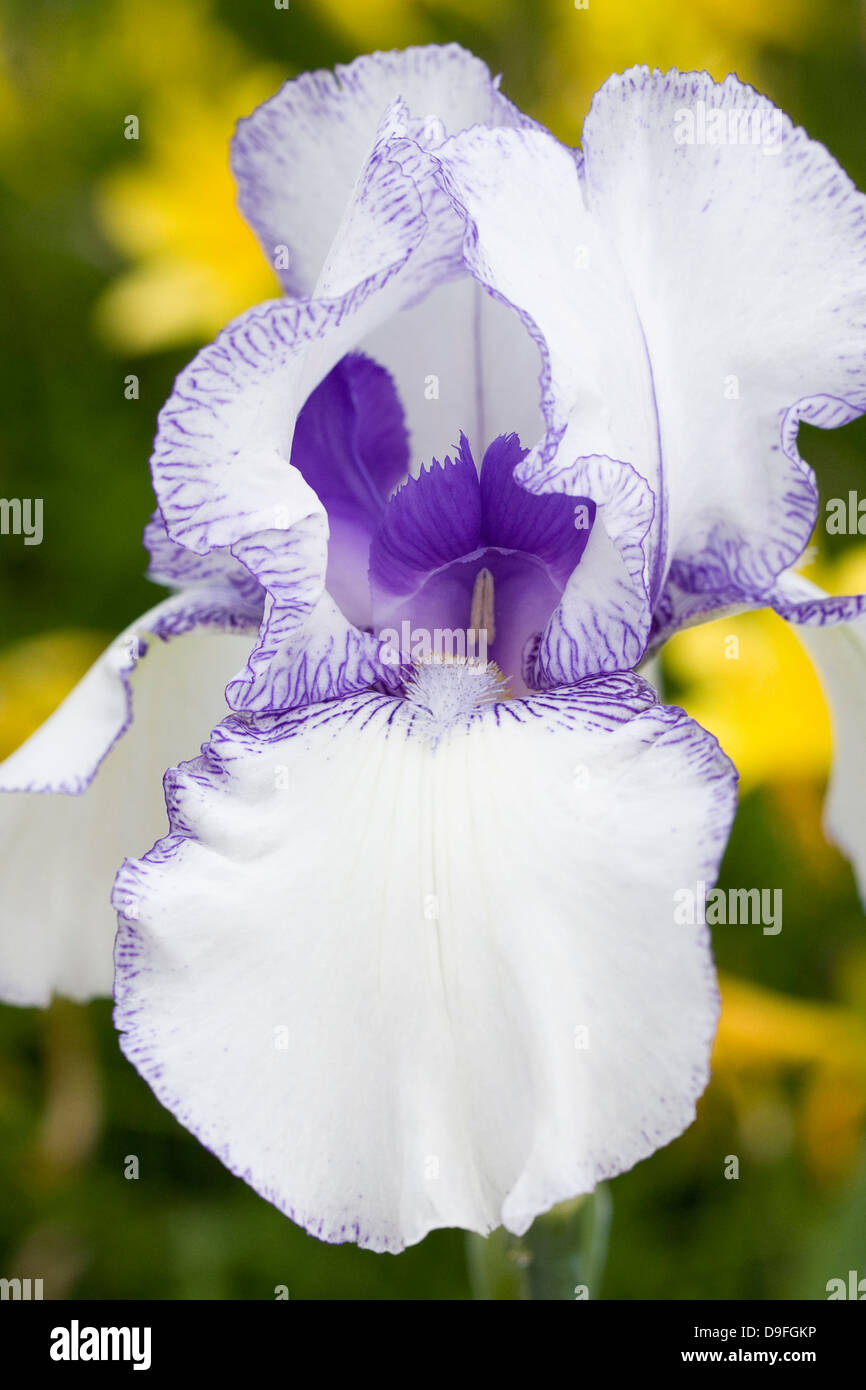 Iris barbado 'Violet' flor impalpable. Foto de stock