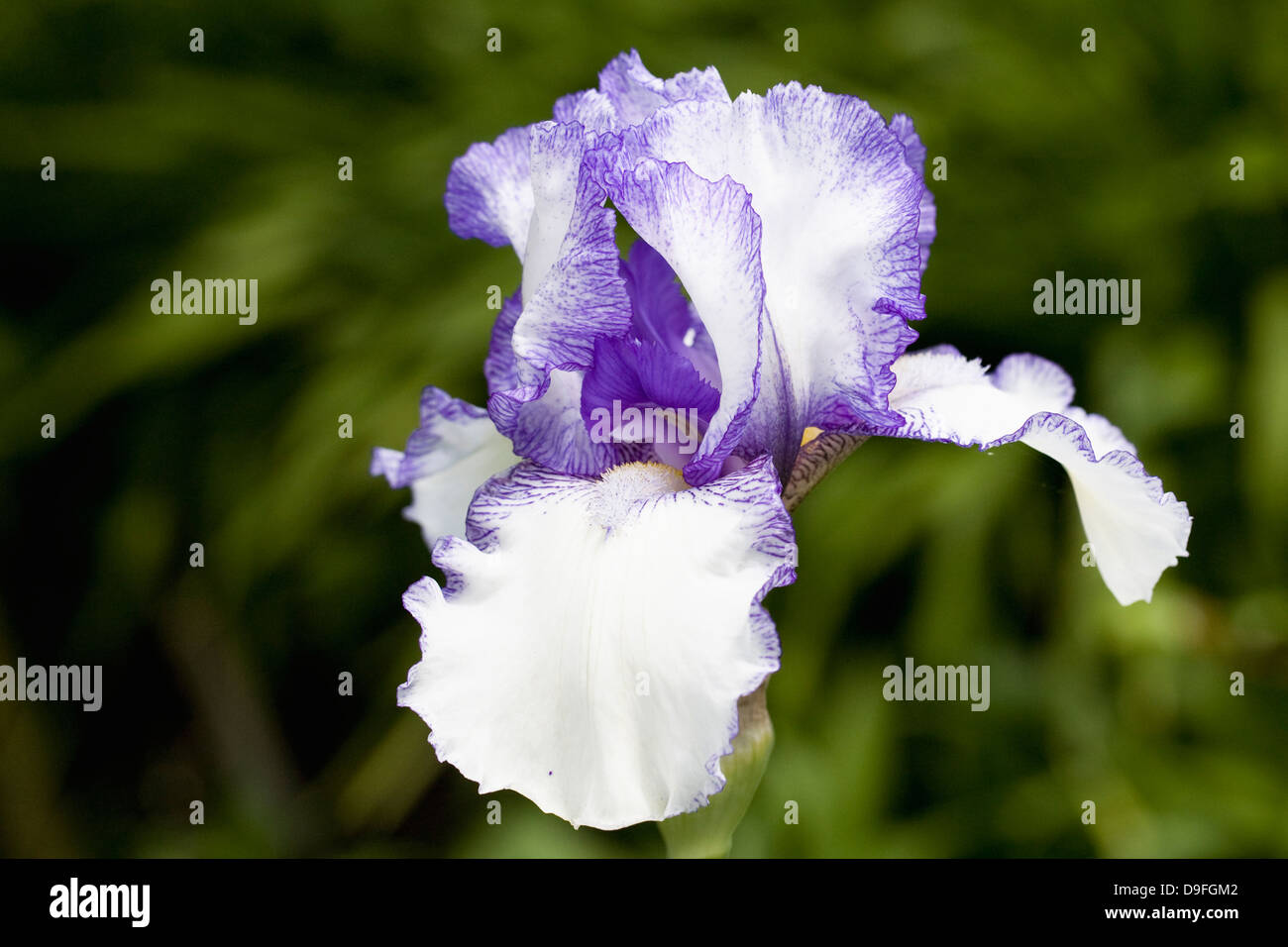 Iris barbado 'Violet' flor impalpable. Foto de stock