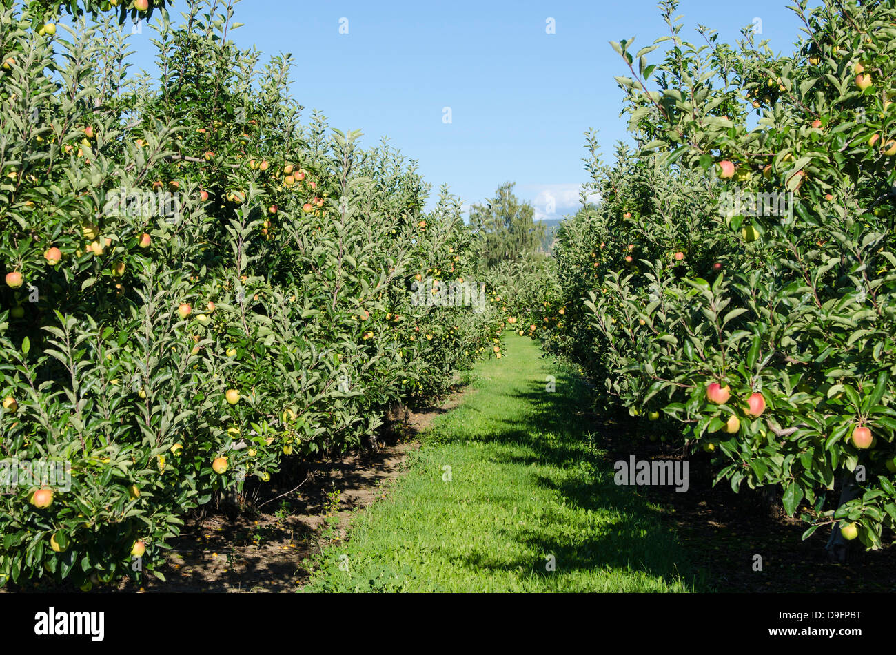 Apple Orchard, Kelowna, British Columbia, Canadá Foto de stock