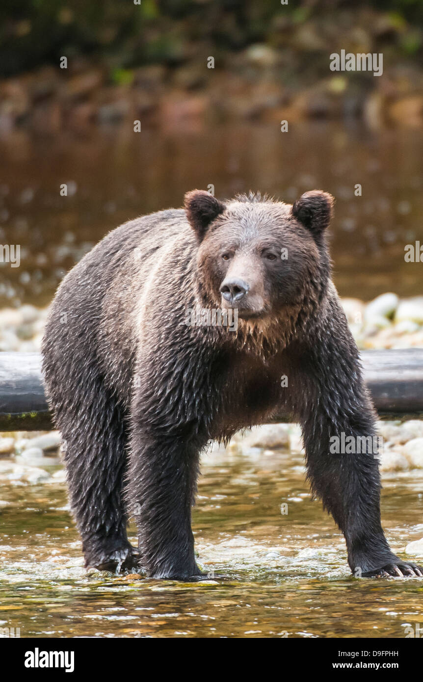 Brown o el oso grizzly (Ursus arctos) la pesca del salmón en Great Bear Rainforest, British Columbia, Canadá Foto de stock