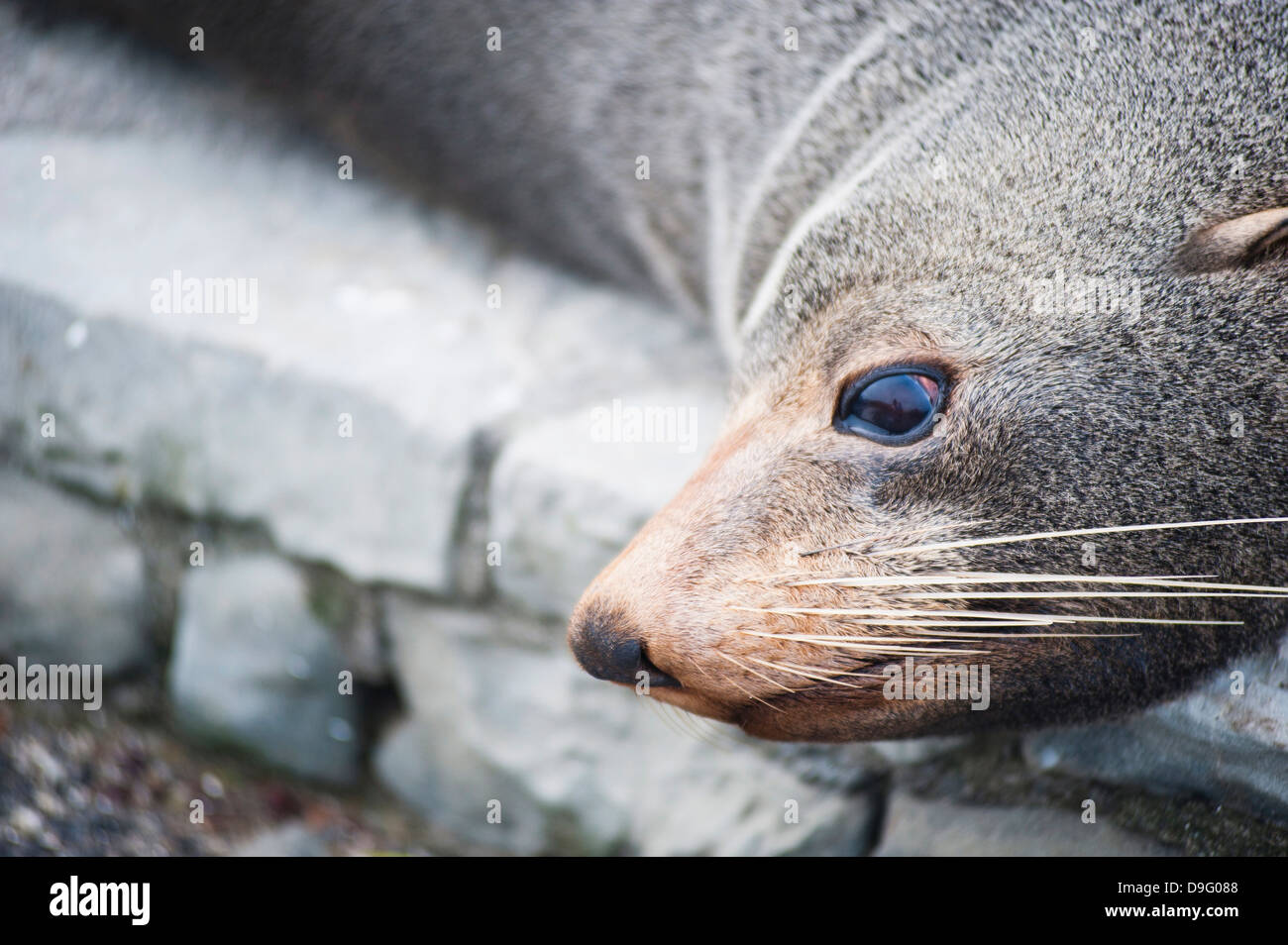Una foca en Kaikoura, la región de Canterbury, Isla del Sur, Nueva Zelanda Foto de stock