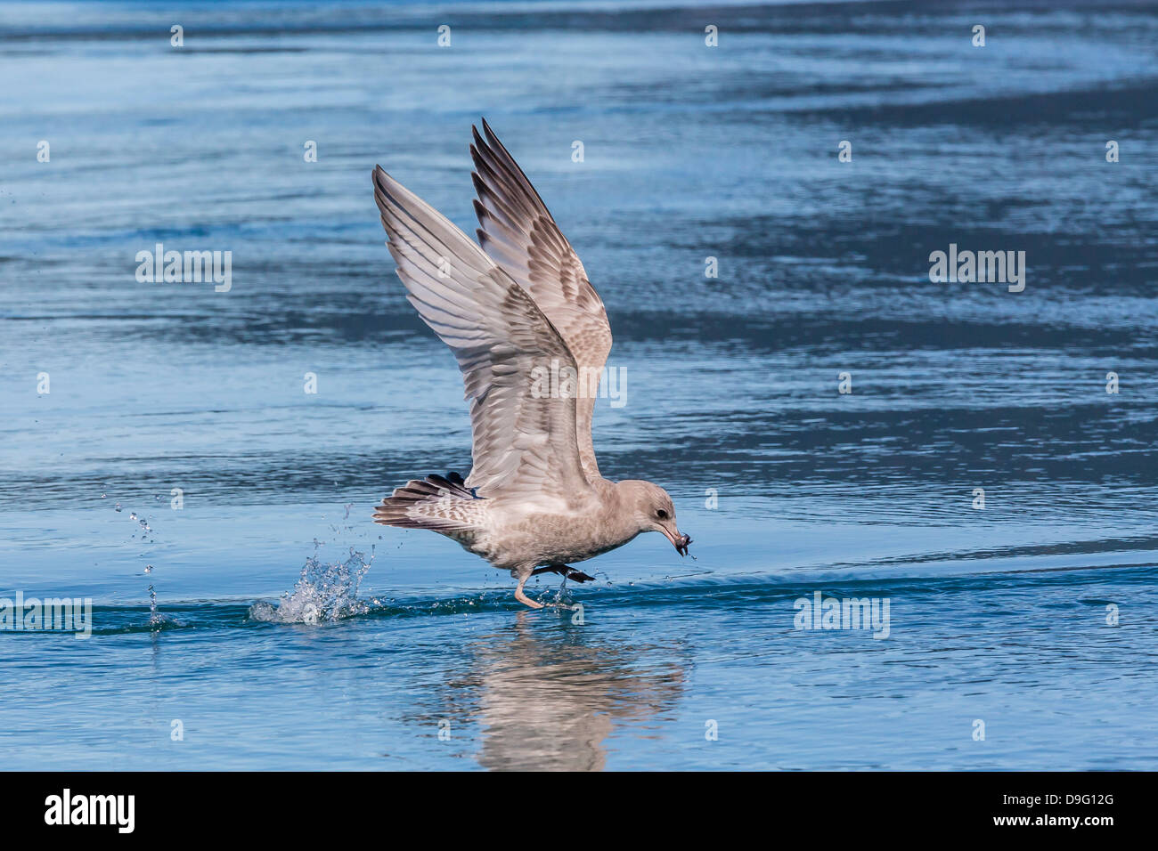 Menores de alas glaucas (Larus glaucescens), Inian Pass, sureste de Alaska, EE.UU. Foto de stock