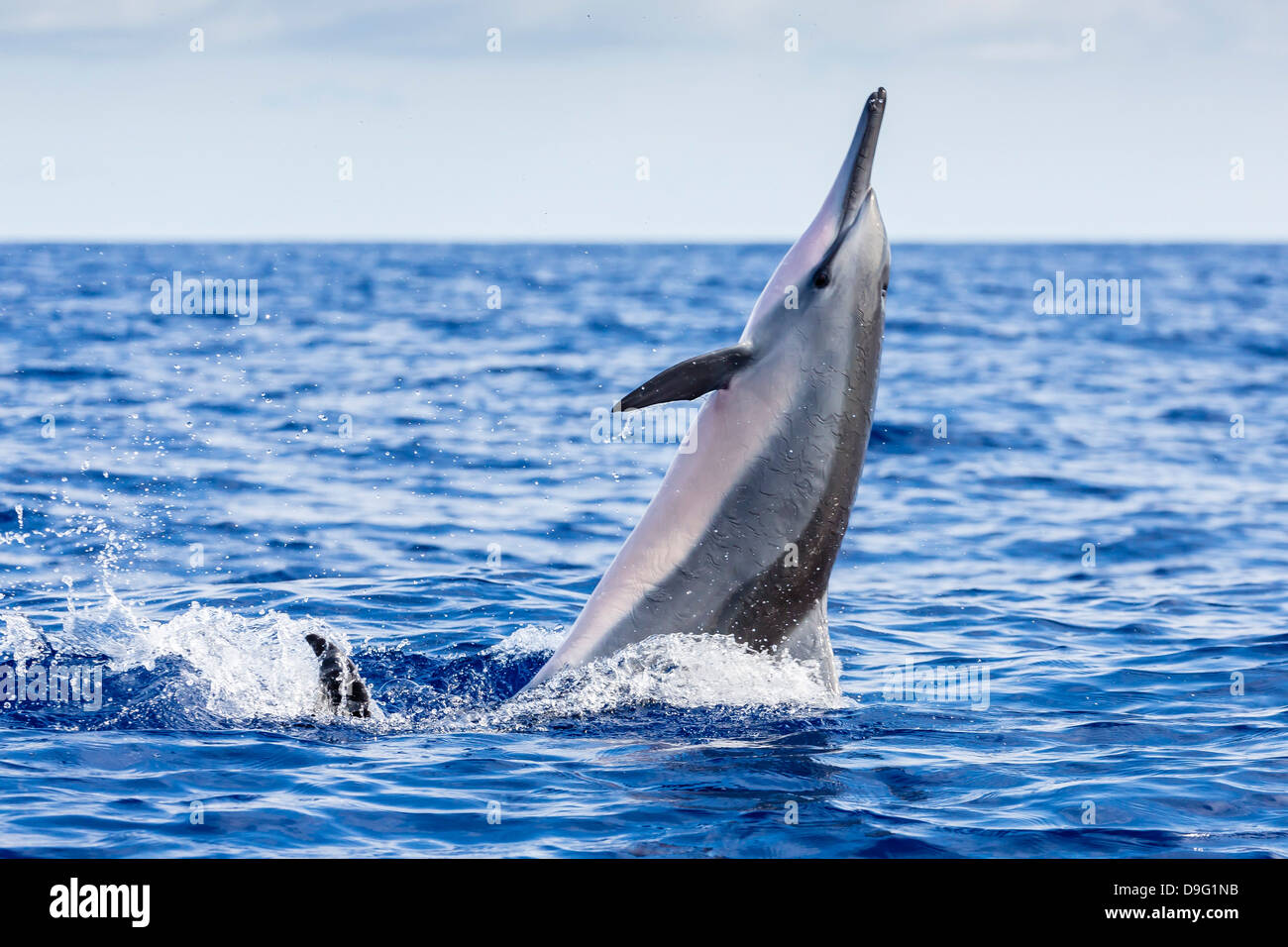 Hawaiian delfines (Stenella longirostris), canal AuAu, Maui, Hawai, Estados Unidos de América Foto de stock