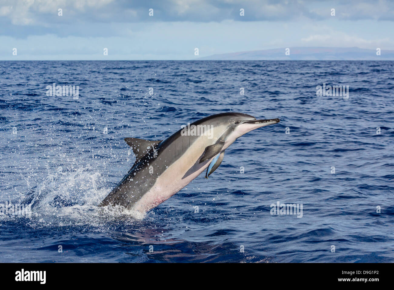 Hawaiian delfines (Stenella longirostris), canal AuAu, Maui, Hawai, Estados Unidos de América Foto de stock