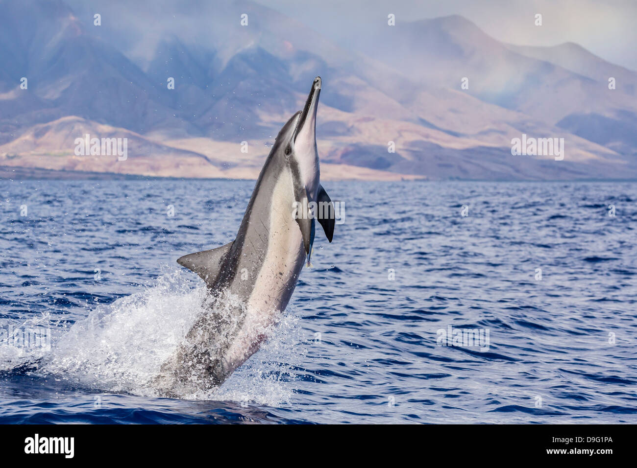 Hawaiian delfines (Stenella longirostris), canal AuAu, Maui, Hawai, Estados Unidos de América Foto de stock