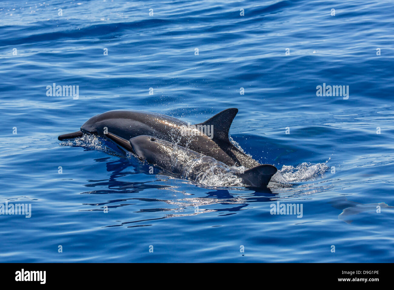 Hawaiian delfines (Stenella longirostris), canal AuAu, Maui, Hawai, Estados Unidos de América Foto de stock