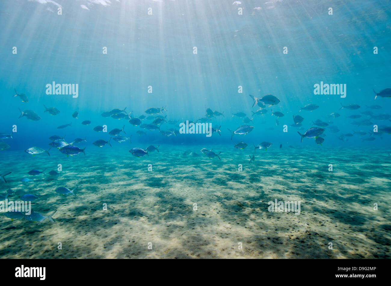 Cardumen de peces en aguas poco profundas, arena de la bahía de Naama Bay, Sharm el-Sheikh, en el Mar Rojo, Egipto, África Foto de stock