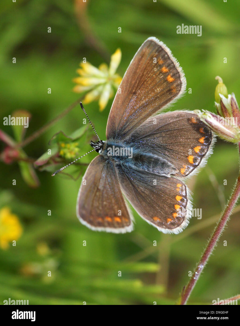 Detallada imagen macro de hembra marrón azul común (Polyommatus icarus) butterfly Foto de stock