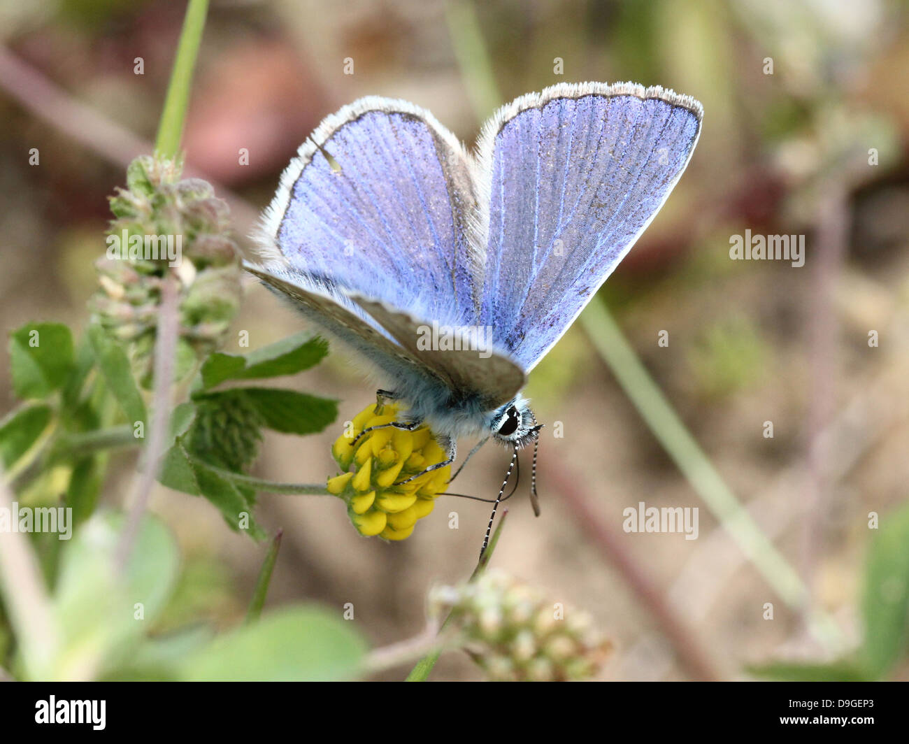 Macro detallada imagen de macho azul común (Polyommatus icarus) butterfly Foto de stock