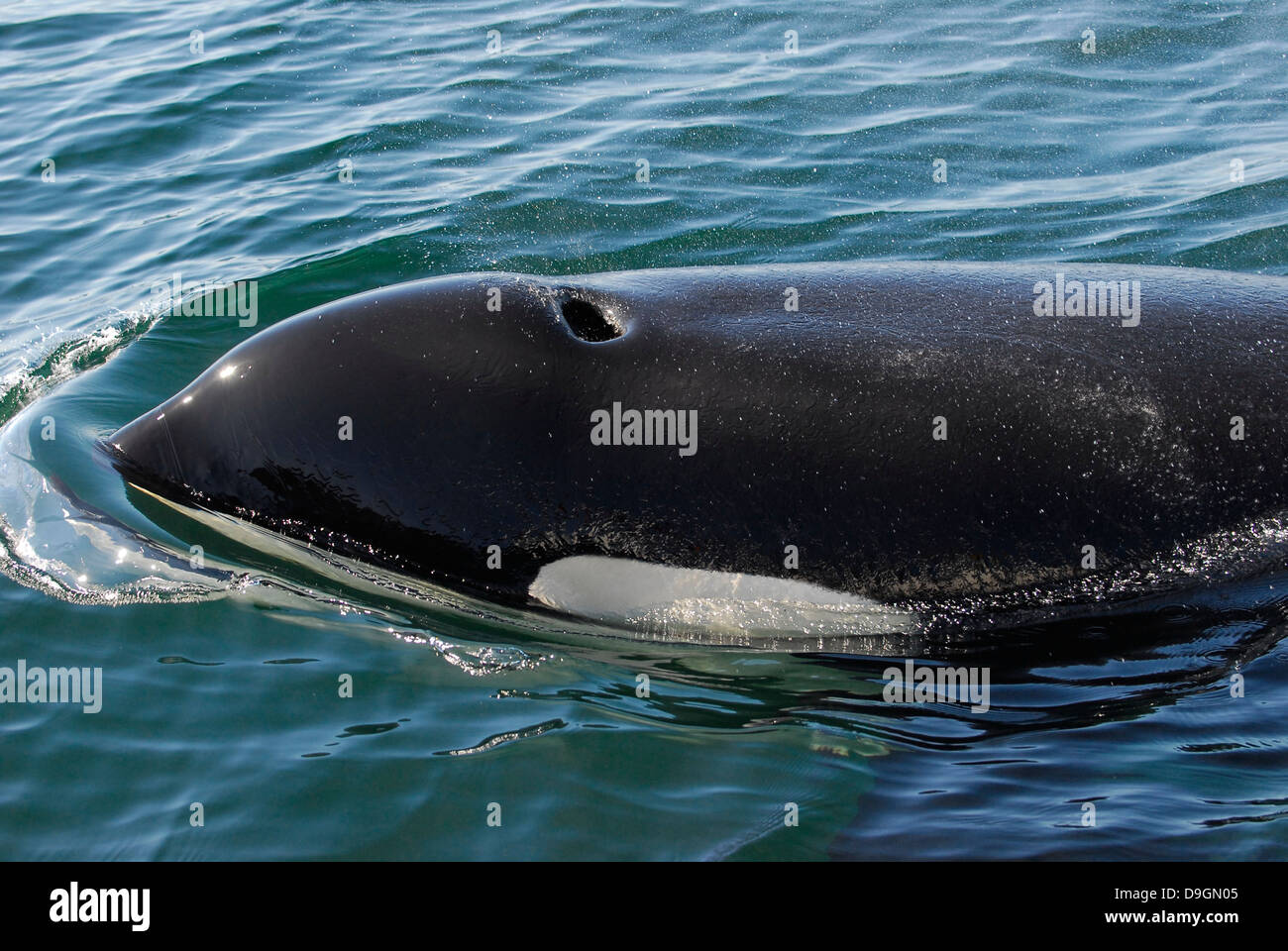 Killer whale cabeza y blowhole Foto de stock