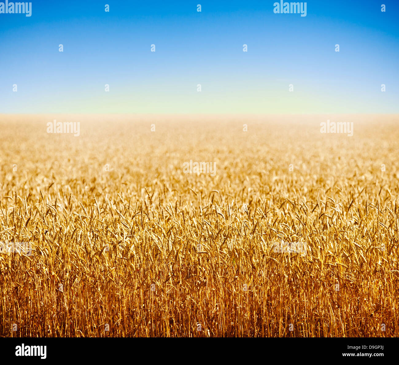Campo de trigo de oro contra el cielo azul profundo Foto de stock