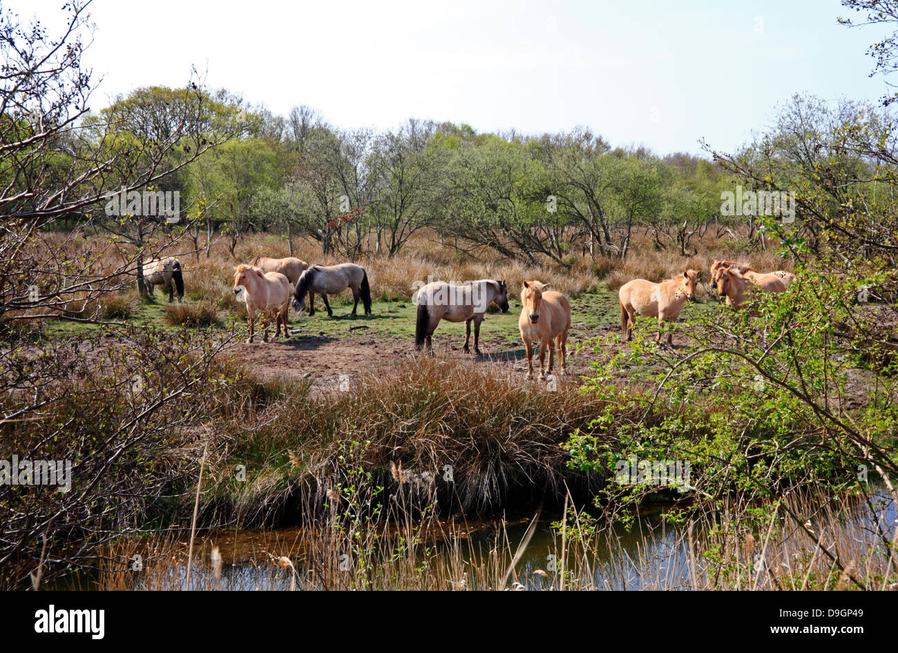 Una manada de caballos Koniks utilizados para el control de la vegetación de la Reserva Natural Nacional Amplia Hickling, Norfolk, Inglaterra, Reino Unido. Foto de stock