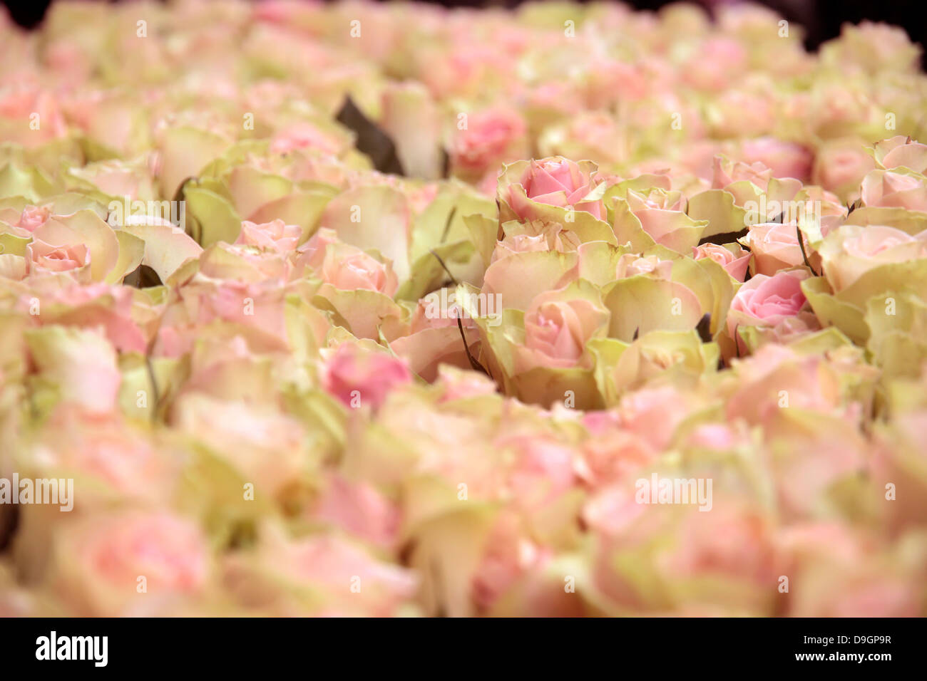 Gran montón de cortar la luz rosa rosas en una tienda de flores en el centro de Copenhagen, Dinamarca Foto de stock