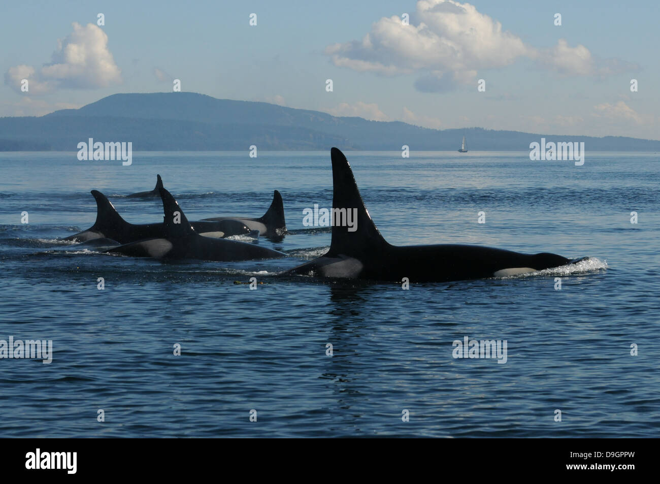 Un grupo familiar de orcas viaja a través del Estrecho de Haro (WA, EE.UU.) Foto de stock