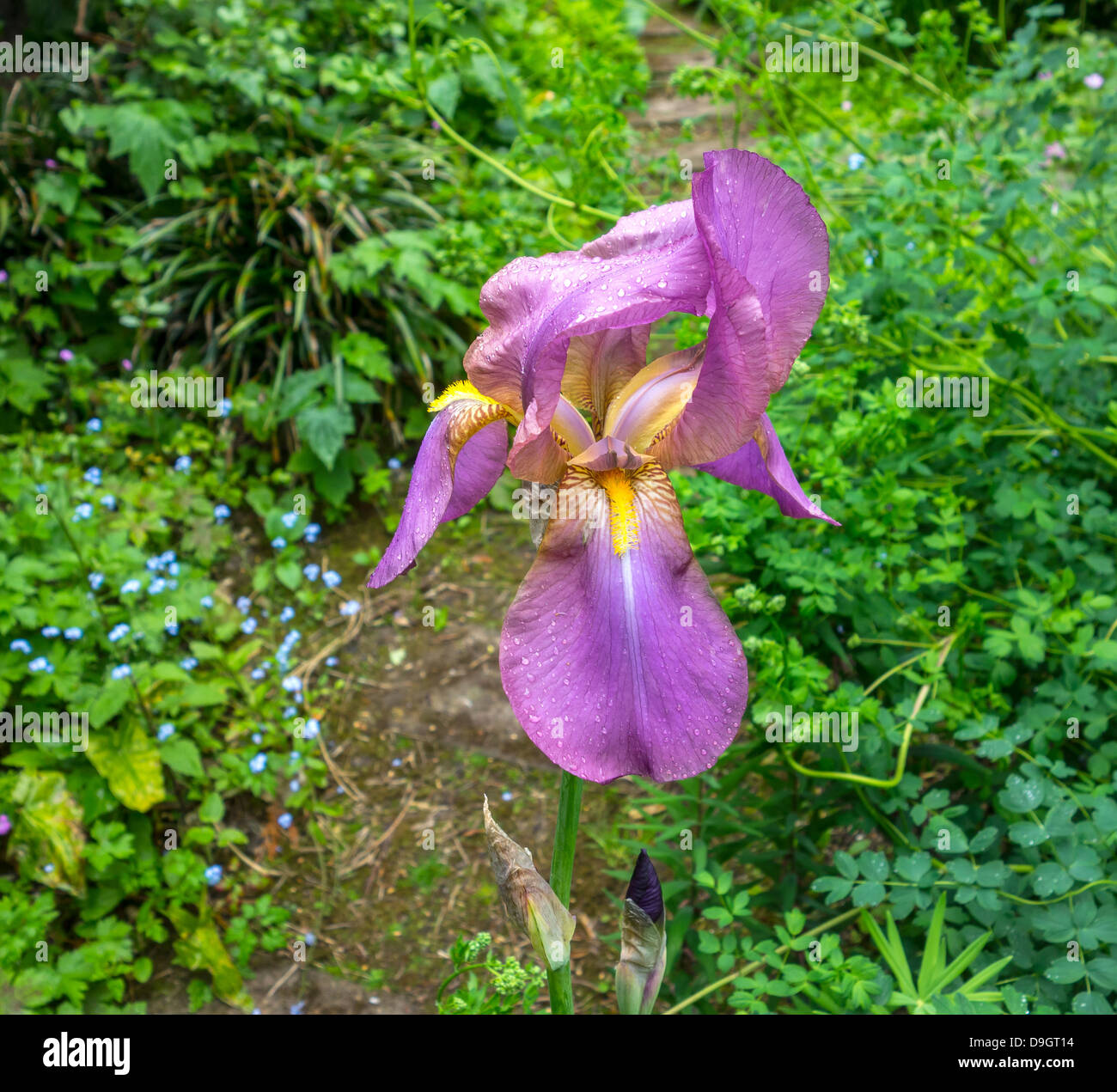 Iris de quebrantahuesos Foto de stock