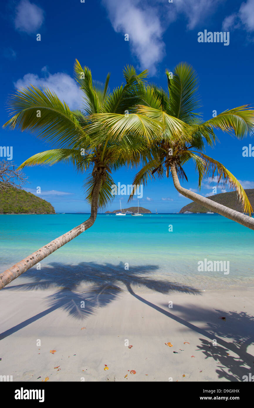 Palmeras en Maho Bay Beach en la isla caribeña de St John en las Islas Vírgenes de EE.UU. Foto de stock