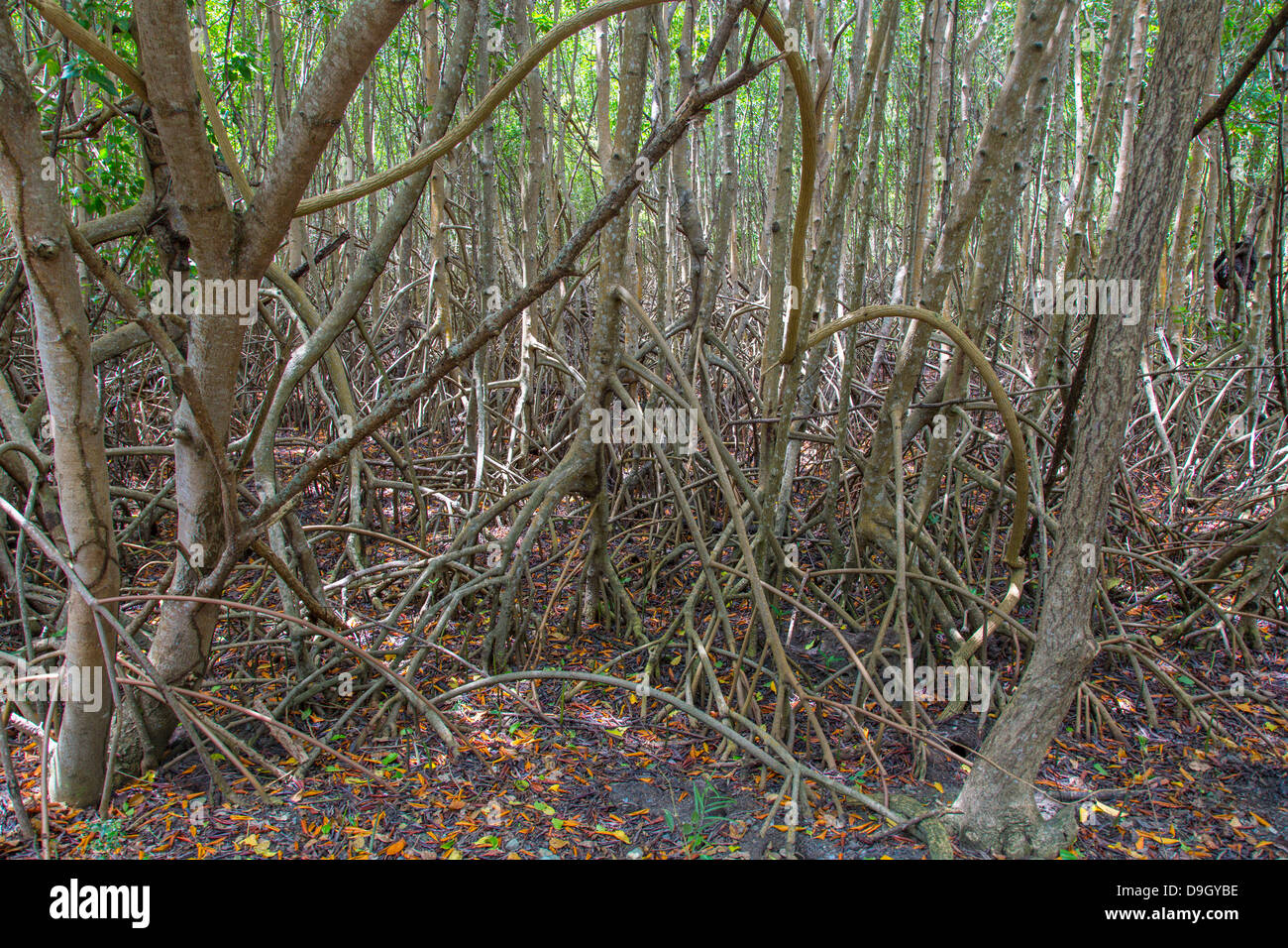 Los manglares de la isla caribeña de St John en las Islas Vírgenes de EE.UU. Foto de stock