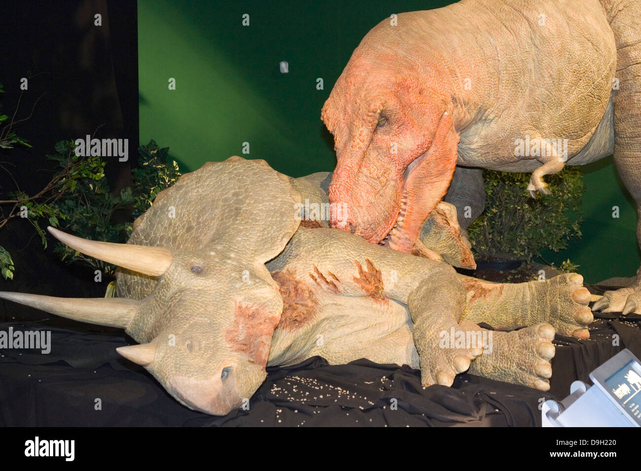 Europa, Italia, Lombardía, Cremona, exposición de reproducciones de dinosaurios, tyrannosaus Foto de stock