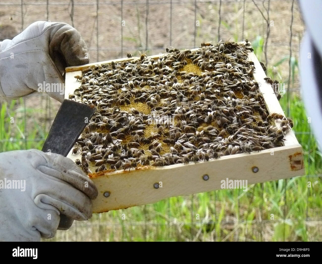 Colmena fotografías e imágenes de alta resolución - Alamy