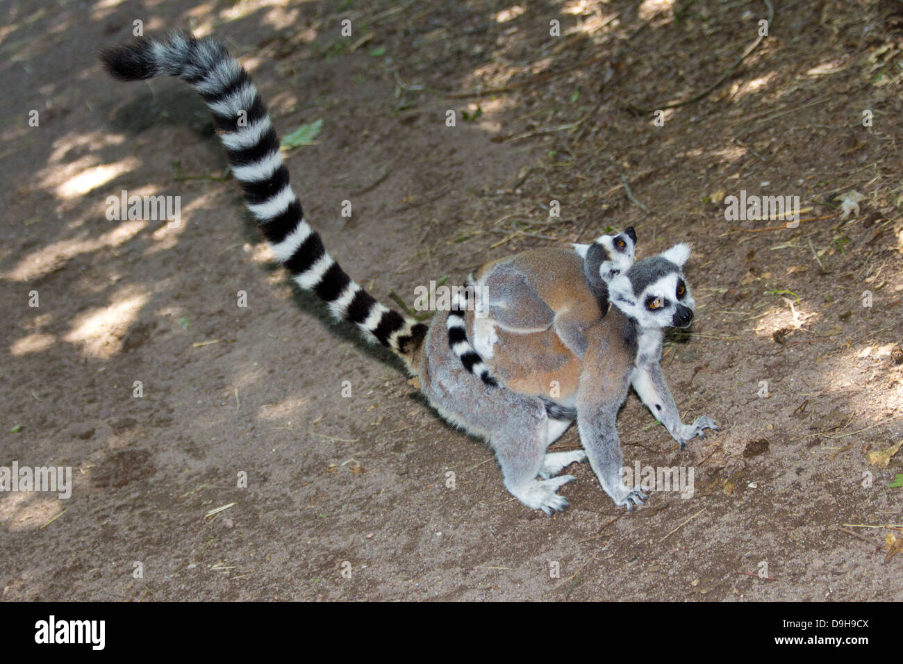 Lémur de cola anillada con jóvenes en la espalda. Foto de stock