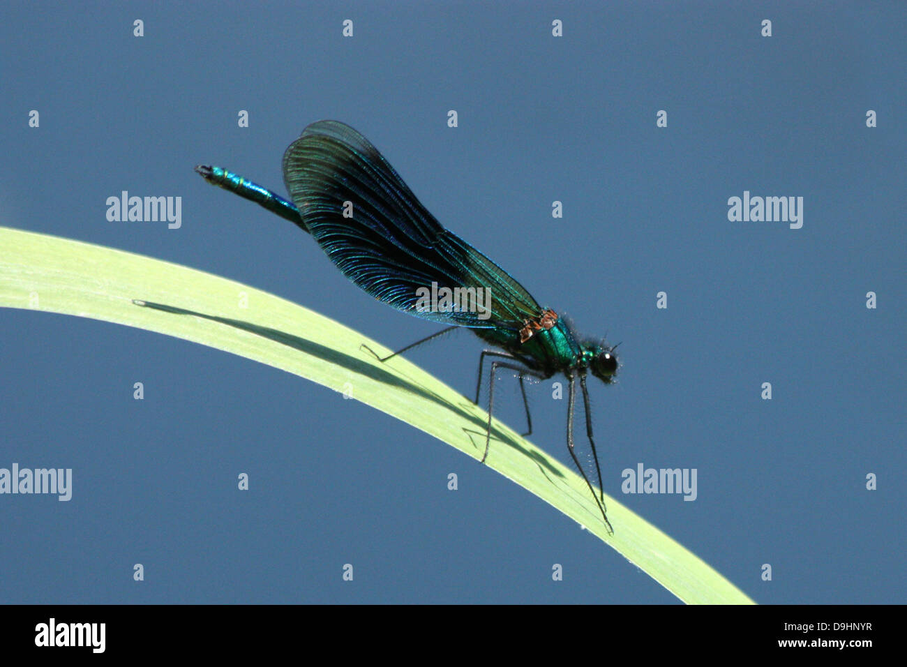 Demoiselle agrion (calopteryx virgo) Foto de stock