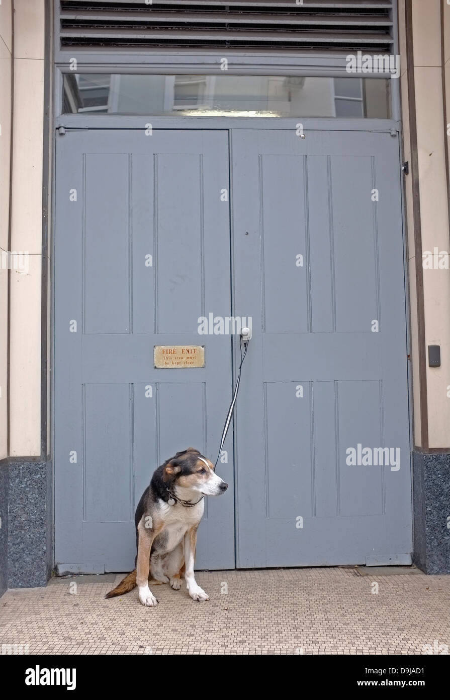 Un perro atado a una puerta espera a su dueño Foto de stock