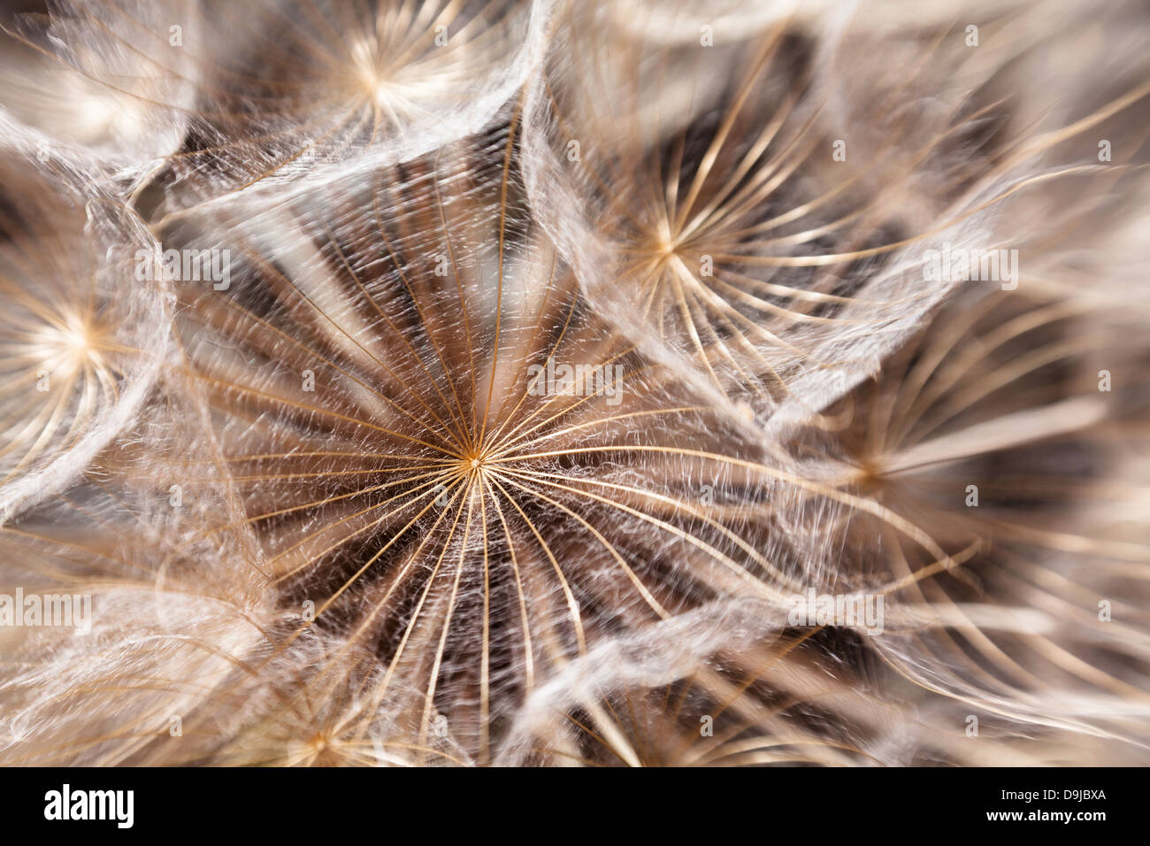 Las semillas de diente de león macro closeup fluffy Foto de stock